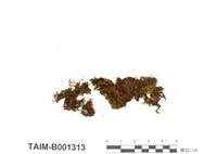 藏品(卷葉曲背苔)的圖片